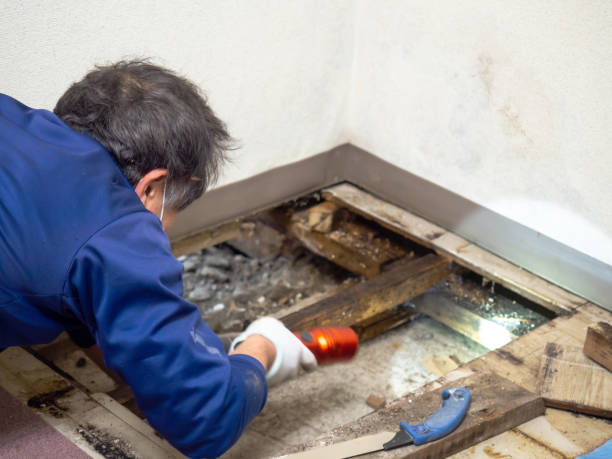 Best Fast Mold Removal  in Central Point, OR