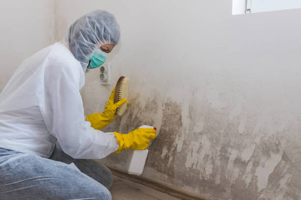 Best Black Mold Removal  in Central Point, OR