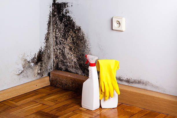 Best Residential Mold Removal  in Central Point, OR