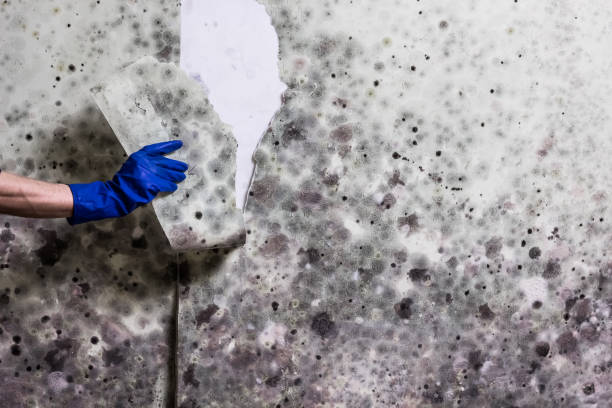 Best Mold Testing  in Central Point, OR